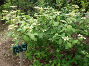 アマチャ　全体